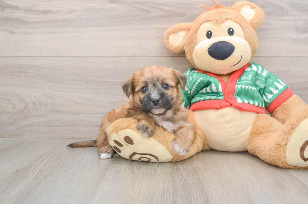 5 week old Yorkie Chon Puppy For Sale - Puppy Love PR