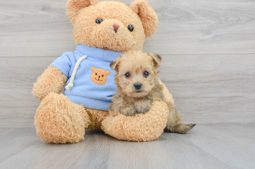 6 week old Yorkie Chon Puppy For Sale - Puppy Love PR