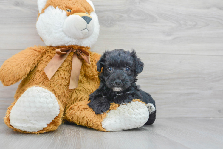 Meet Melodi - our Yorkie Chon Puppy Photo 1/3 - Puppy Love PR Yorkie Chon Puppy for Adoption