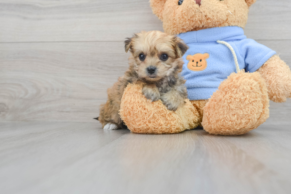 Yorkie Chon Pup Being Cute