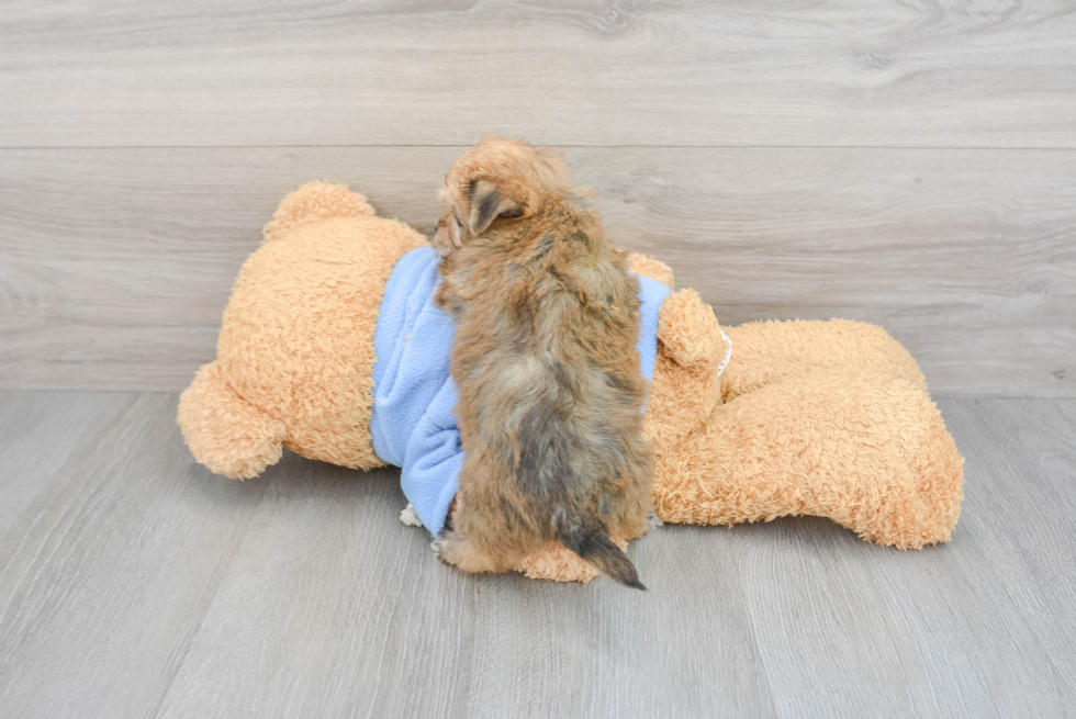 Best Yorkie Chon Baby