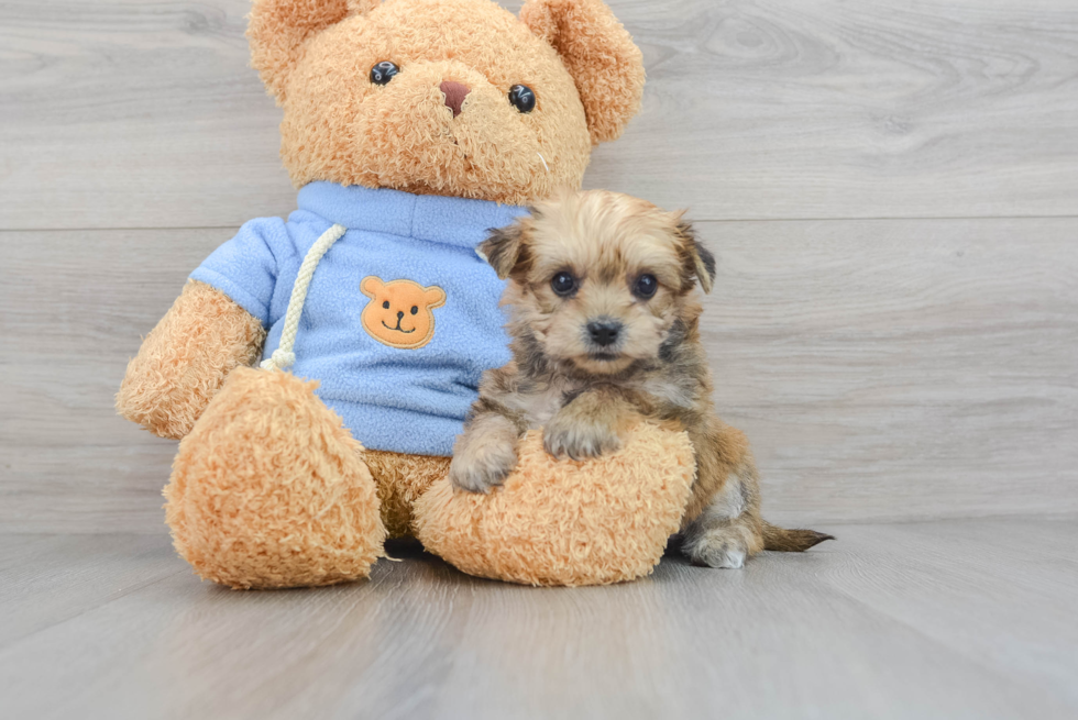 Yorkie Chon Puppy for Adoption