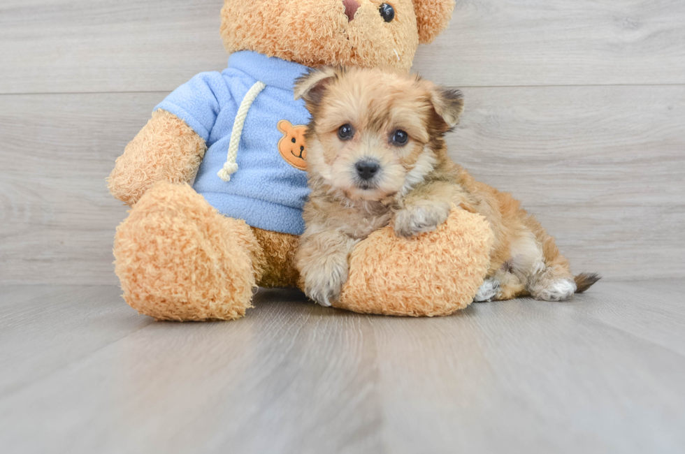 6 week old Yorkie Chon Puppy For Sale - Puppy Love PR