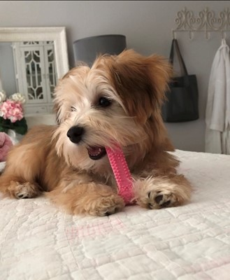 Yorkie Chon Puppy For Sale - Puppy Love PR