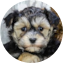 Yorkie Chon Puppy For Sale - Puppy Love PR Yorkie Chon Puppy For Sale - Puppy Love PR