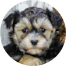 Yorkie Chon Puppy For Sale - Puppy Love PR