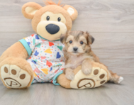 6 week old Yorkie Chon Puppy For Sale - Puppy Love PR