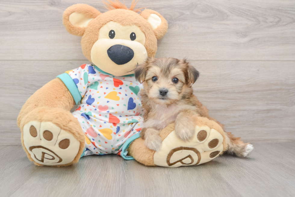 Friendly Yorkie Chon Baby