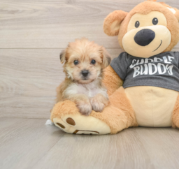 5 week old Yorkie Chon Puppy For Sale - Puppy Love PR