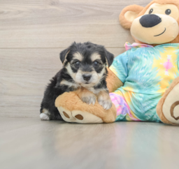 6 week old Yorkie Chon Puppy For Sale - Puppy Love PR