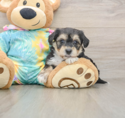 6 week old Yorkie Chon Puppy For Sale - Puppy Love PR