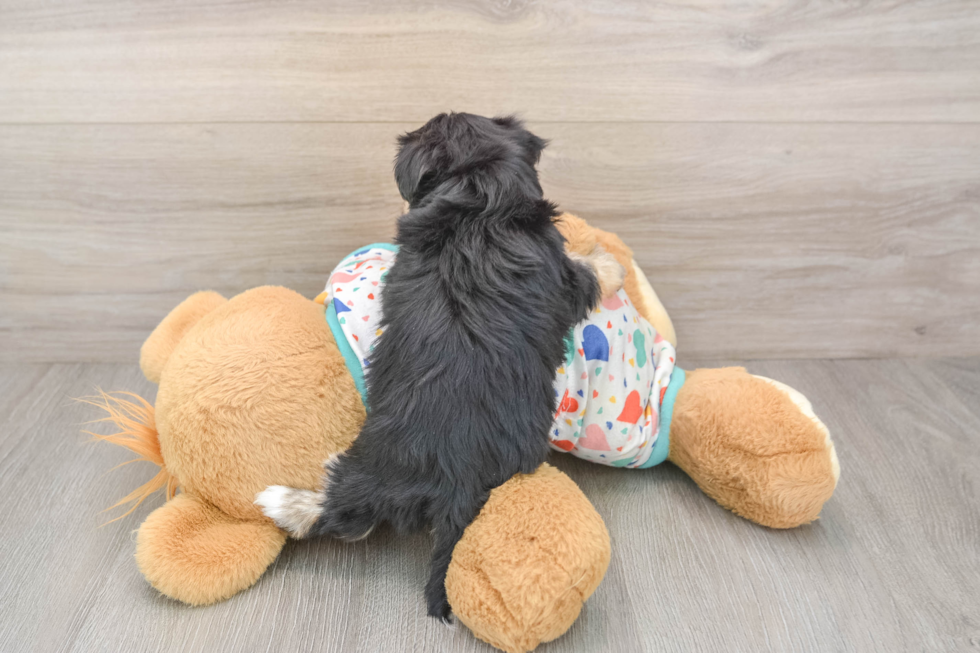Adorable Yorkshire Frise Designer Puppy