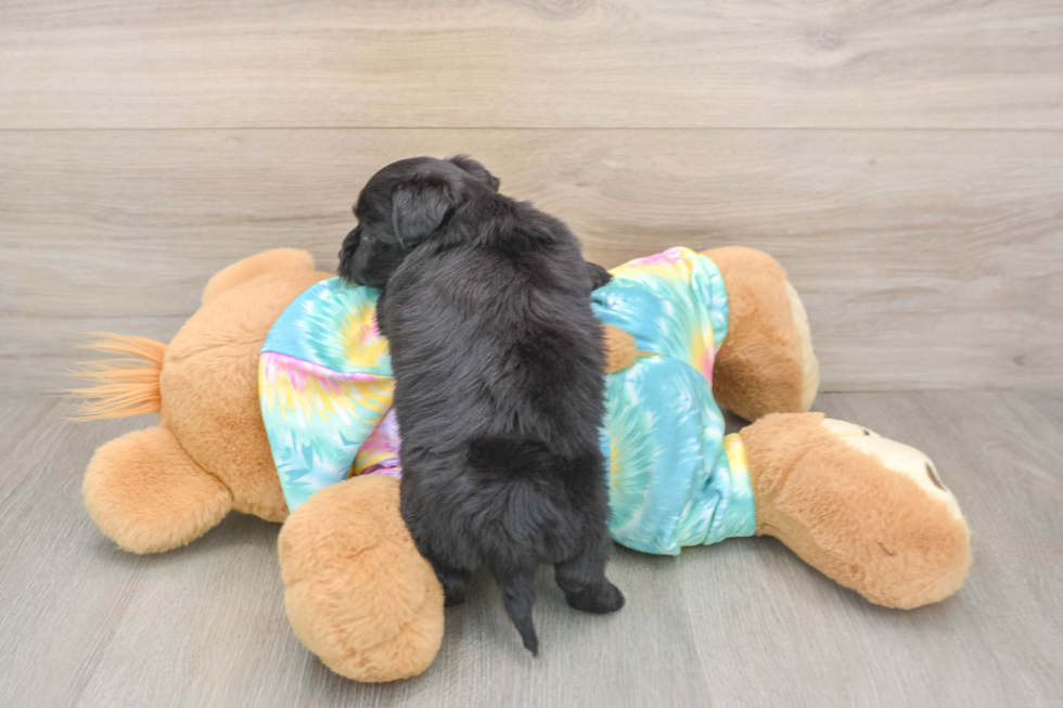 Best Yorkie Chon Baby