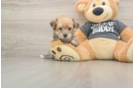 Best Yorkie Chon Baby