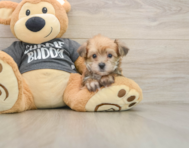 7 week old Yorkie Chon Puppy For Sale - Puppy Love PR