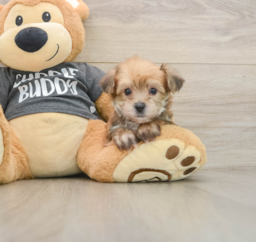 5 week old Yorkie Chon Puppy For Sale - Puppy Love PR