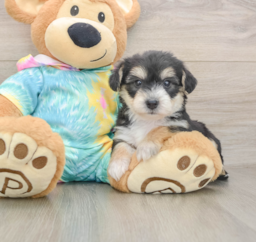 6 week old Yorkie Chon Puppy For Sale - Puppy Love PR