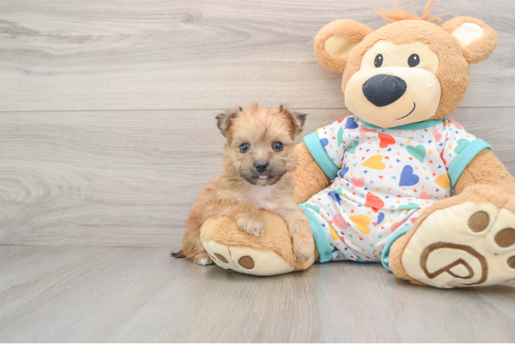 Yorkie Chon Puppy for Adoption