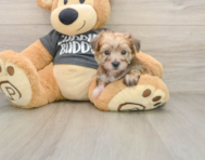 7 week old Yorkie Chon Puppy For Sale - Puppy Love PR