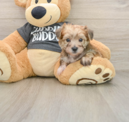 5 week old Yorkie Chon Puppy For Sale - Puppy Love PR