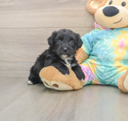 6 week old Yorkie Chon Puppy For Sale - Puppy Love PR