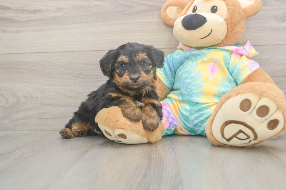 Meet Aaliyah - our Yorkie Poo Puppy Photo  2/3 - Puppy Love PR Best Yorkie Poo Baby