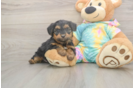 Meet Aaliyah - our Yorkie Poo Puppy Photo  2/3 - Puppy Love PR Best Yorkie Poo Baby