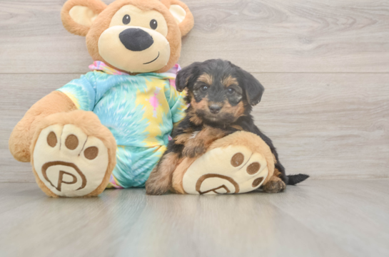 5 week old Yorkie Poo Puppy For Sale - Puppy Love PR Yorkie Poo Puppy for Adoption