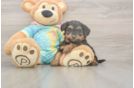 Meet Aaliyah - our Yorkie Poo Puppy Photo  1/3 - Puppy Love PR Yorkie Poo Puppy for Adoption