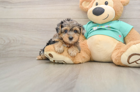 Popular Yorkie Poo Poodle Mix Pup