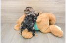 Yorkie Poo Pup Being Cute