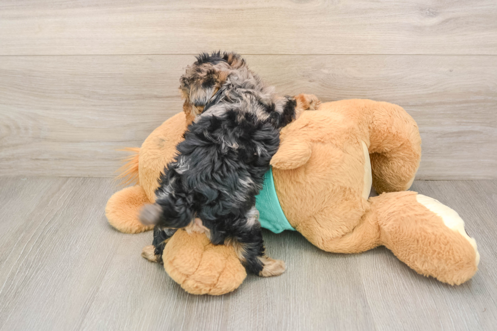 Yorkie Poo Pup Being Cute