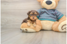 Yorkie Poo Puppy for Adoption