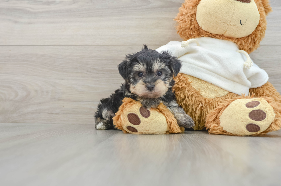 6 week old Yorkie Poo Puppy For Sale - Puppy Love PR