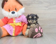 5 week old Yorkie Poo Puppy For Sale - Puppy Love PR