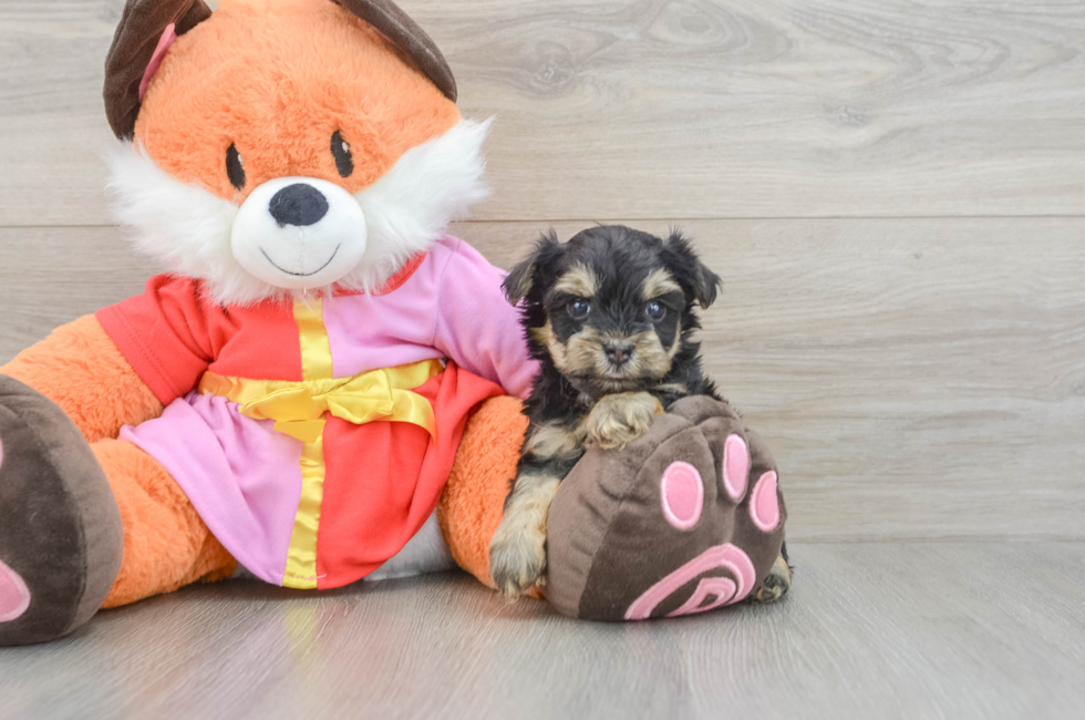 5 week old Yorkie Poo Puppy For Sale - Puppy Love PR