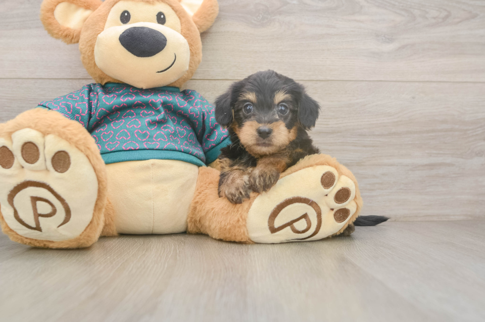 5 week old Yorkie Poo Puppy For Sale - Puppy Love PR
