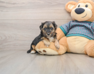 8 week old Yorkie Poo Puppy For Sale - Puppy Love PR