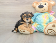 8 week old Yorkie Poo Puppy For Sale - Puppy Love PR