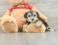 7 week old Yorkie Poo Puppy For Sale - Puppy Love PR