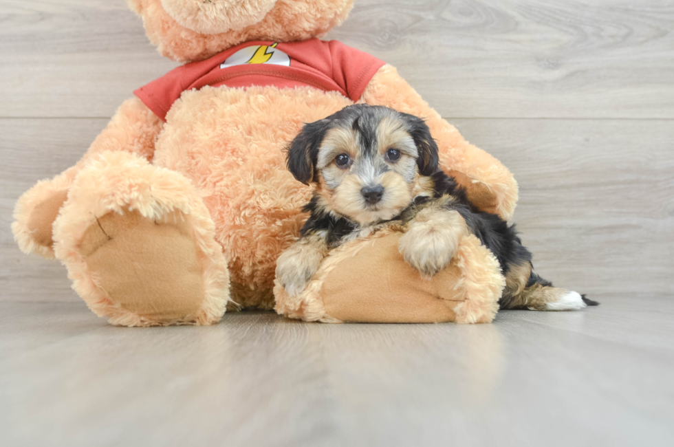 8 week old Yorkie Poo Puppy For Sale - Puppy Love PR