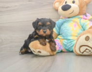 6 week old Yorkie Poo Puppy For Sale - Puppy Love PR