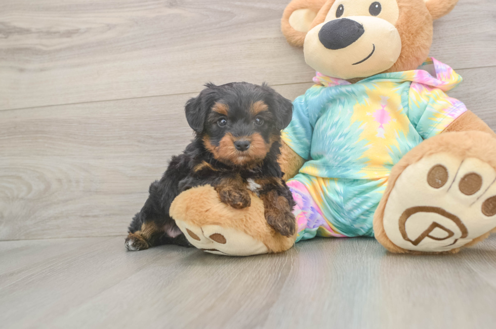 5 week old Yorkie Poo Puppy For Sale - Puppy Love PR