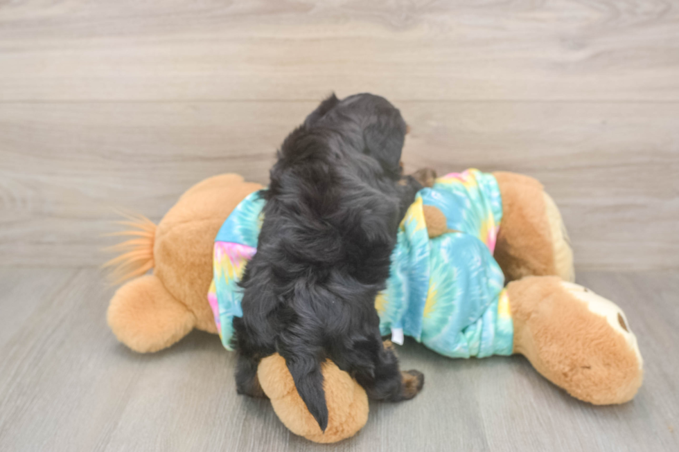 Meet Amanda - our Yorkie Poo Puppy Photo  3/3 - Puppy Love PR Best Yorkie Poo Baby
