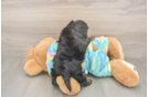 Meet Amanda - our Yorkie Poo Puppy Photo  3/3 - Puppy Love PR Best Yorkie Poo Baby