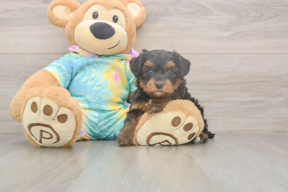 Meet Amanda - our Yorkie Poo Puppy Photo  2/3 - Puppy Love PR Fluffy Yorkie Poo Poodle Mix Pup