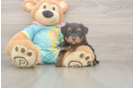 Meet Amanda - our Yorkie Poo Puppy Photo  2/3 - Puppy Love PR Fluffy Yorkie Poo Poodle Mix Pup