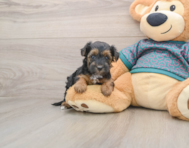 8 week old Yorkie Poo Puppy For Sale - Puppy Love PR