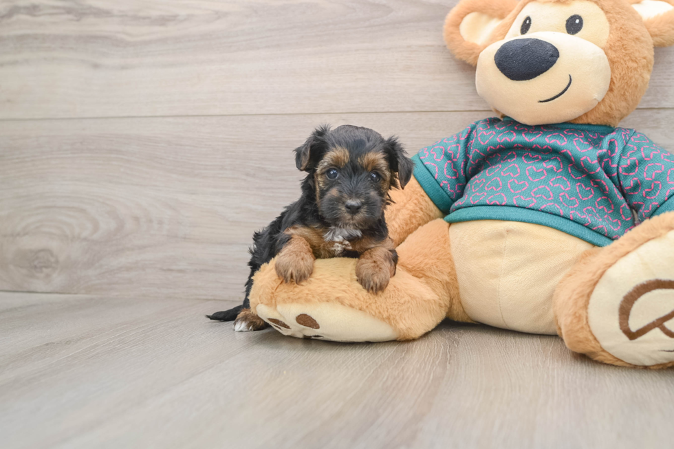 Best Yorkie Poo Baby