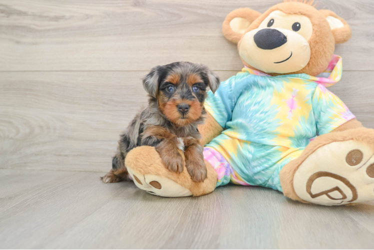 Happy Yorkie Poo Baby
